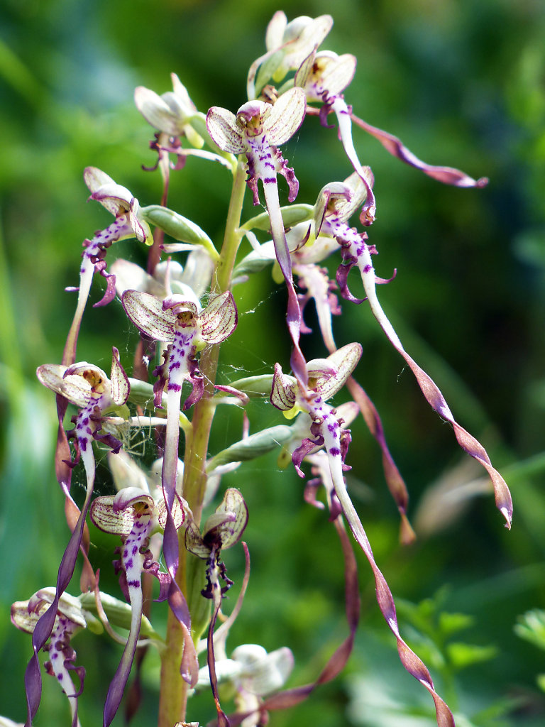 Orchis bouc