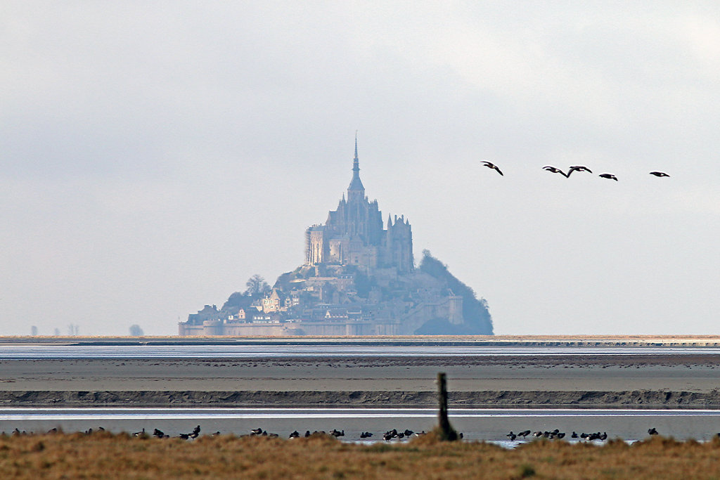 Bernaches cravant devant le Mont-Saint-Michel